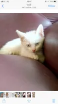 Gatinhos