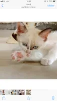 Gatinhos