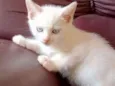 Gatinhos