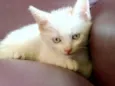 Gatinhos