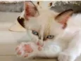 Gatinhos