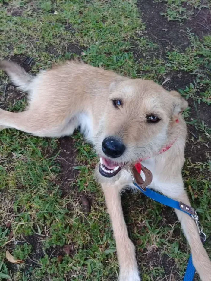 Cachorro ra a SRD idade 1 ano nome Vanylla