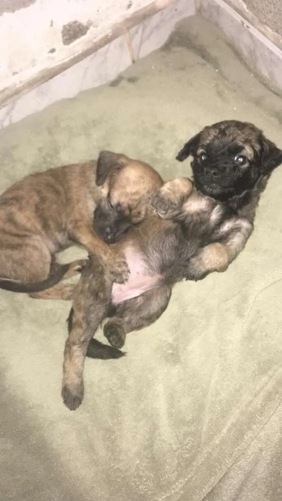 Cachorro ra a Vira latas  idade Abaixo de 2 meses nome Nao definido