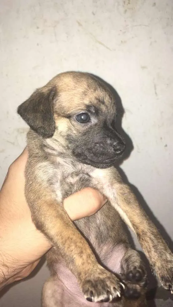 Cachorro ra a Vira latas  idade Abaixo de 2 meses nome Nao definido