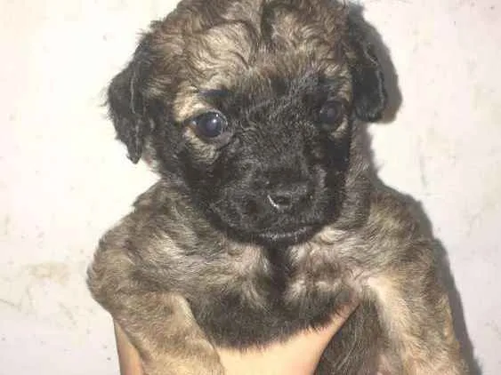 Cachorro ra a Vira latas  idade Abaixo de 2 meses nome Nao definido