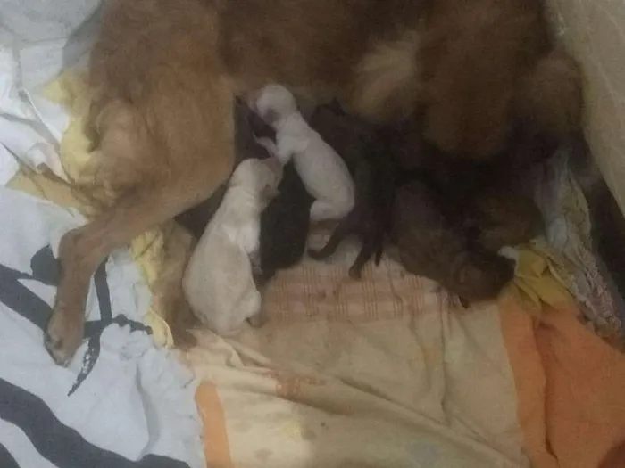 Cachorro ra a Vira latas  idade Abaixo de 2 meses nome Nao definido