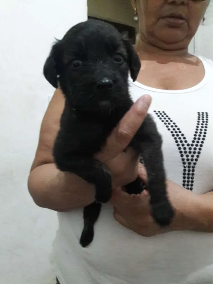 Cachorro ra a Vira latas  idade Abaixo de 2 meses nome Nao definido