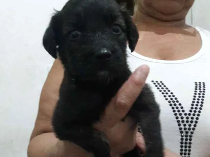 Cachorro ra a Vira latas  idade Abaixo de 2 meses nome Nao definido