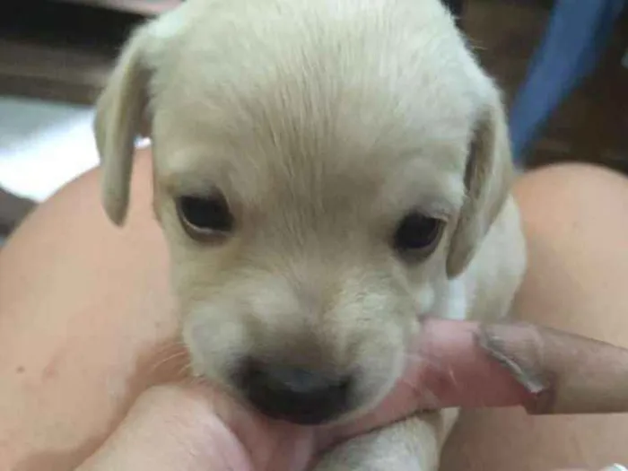 Cachorro ra a Vira latas  idade Abaixo de 2 meses nome Nao definido