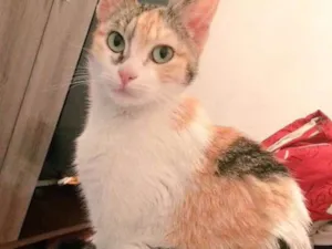 Gato raça  idade  nome Julieta e Scar
