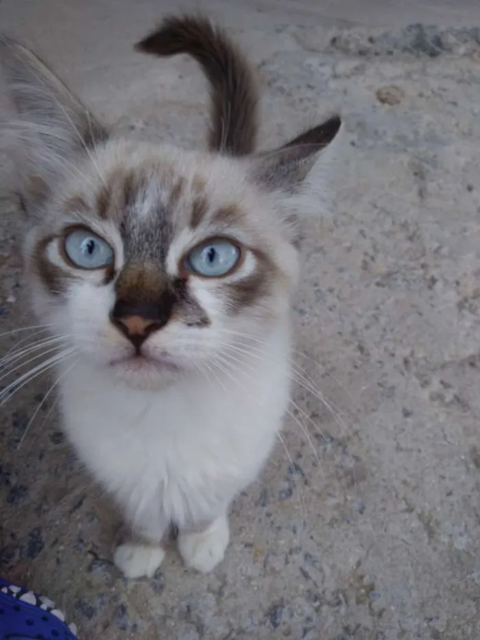 Gato ra a  idade 2 a 6 meses nome Milk 