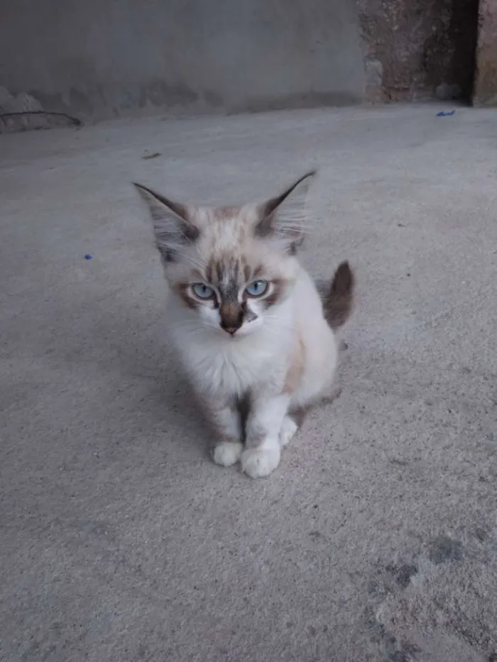 Gato ra a  idade 2 a 6 meses nome Milk 