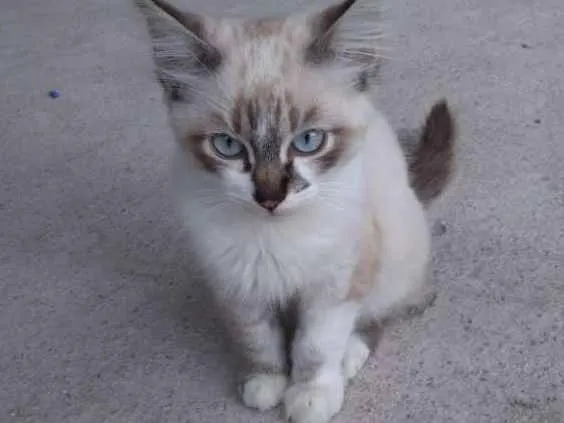 Gato ra a  idade 2 a 6 meses nome Milk 