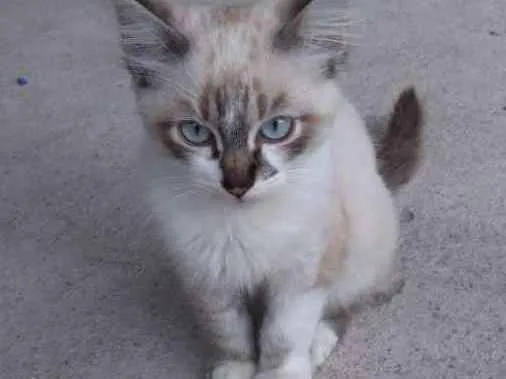 Gato ra a  idade 2 a 6 meses nome Milk 