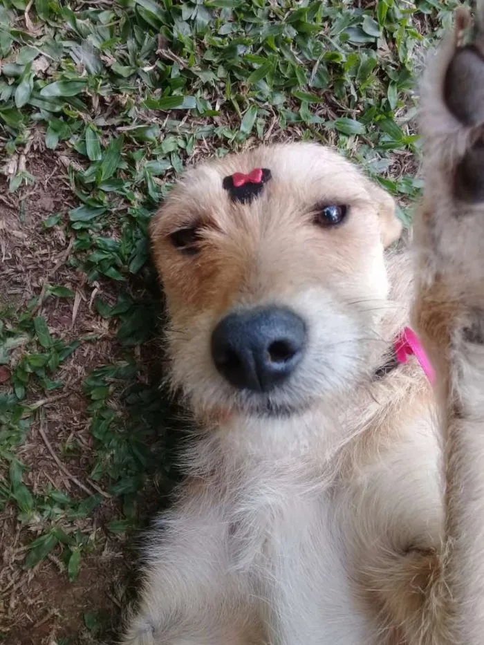 Cachorro ra a SRD idade 1 ano nome Vanylla