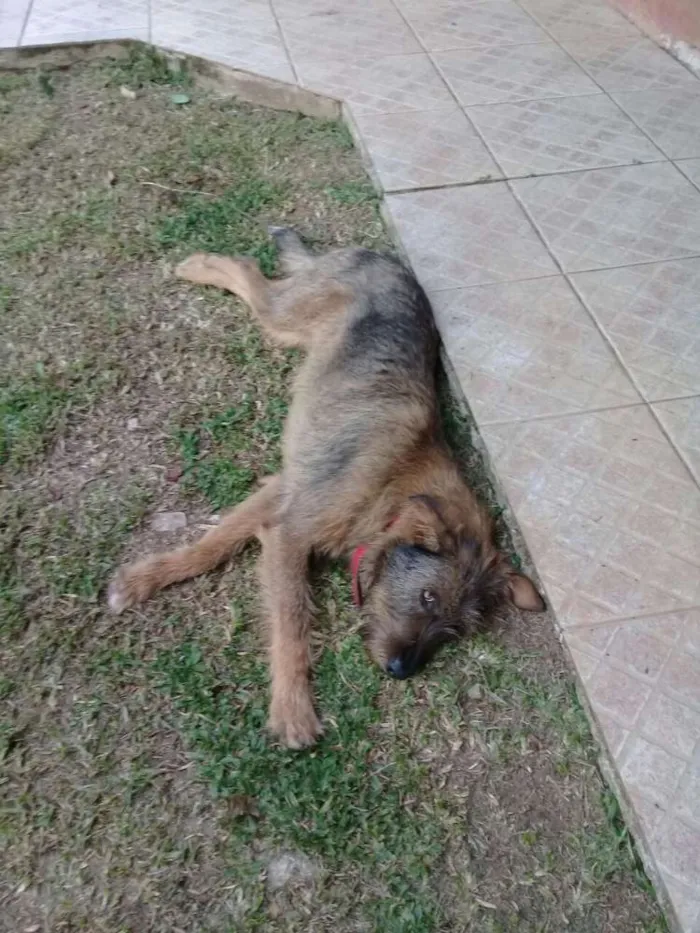 Cachorro ra a SRD idade 1 ano nome Aidam