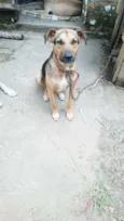 Maju