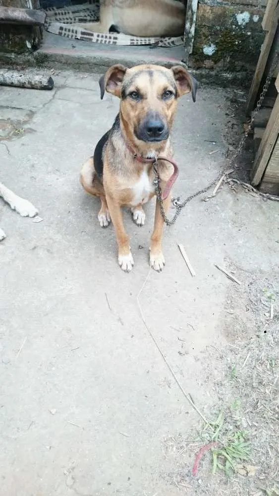 Cachorro ra a Srd idade 1 ano nome Maju