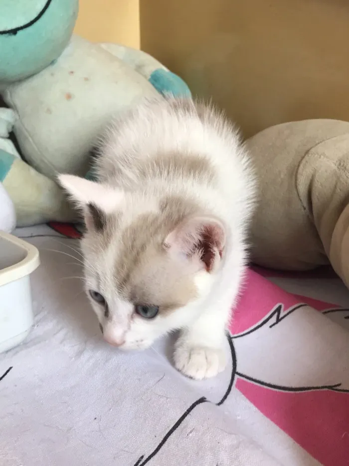 Gato ra a SRF idade 2 a 6 meses nome Bolota