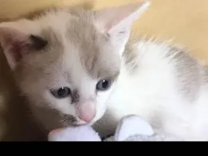 Gato raça SRF idade 2 a 6 meses nome Bolota