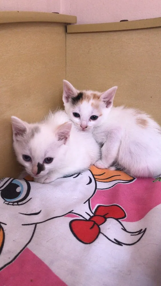 Gato ra a SRF idade 2 a 6 meses nome Bolota