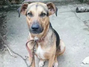 Cachorro raça Srd idade 1 ano nome Maju