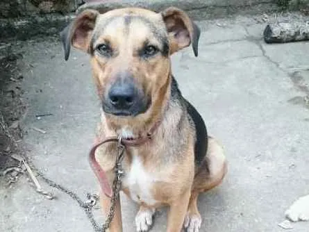 Cachorro ra a Srd idade 1 ano nome Maju