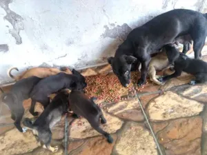 Cachorro raça Vira lata idade 2 a 6 meses nome Filhotes