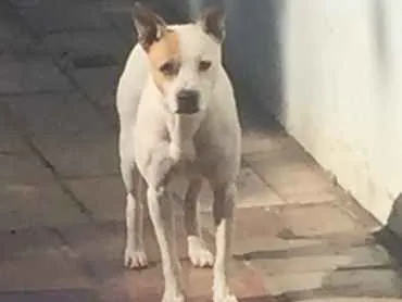 Cachorro ra a Viralata idade 3 anos nome Laika