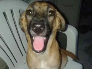 Cachorro raça SRD idade 2 a 6 meses nome Lindinha e Docinho
