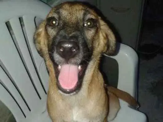 Cachorro ra a SRD idade 2 a 6 meses nome Lindinha e Docinho