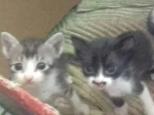 Gato raça Vira-lata idade Abaixo de 2 meses nome Sem nome