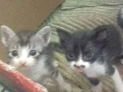 Gato raça Vira-lata idade Abaixo de 2 meses nome Sem nome