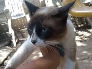 Gato raça Siamês idade 2 anos nome Piter
