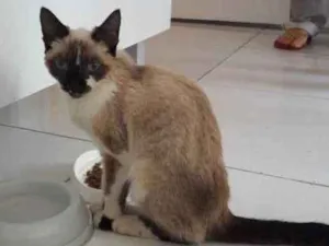 Gato raça Sem raça definida idade 2 a 6 meses nome Sem Nome