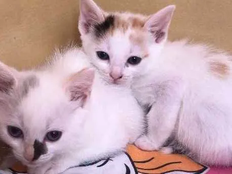 Gato ra a SRD idade 2 a 6 meses nome Lua e Paris