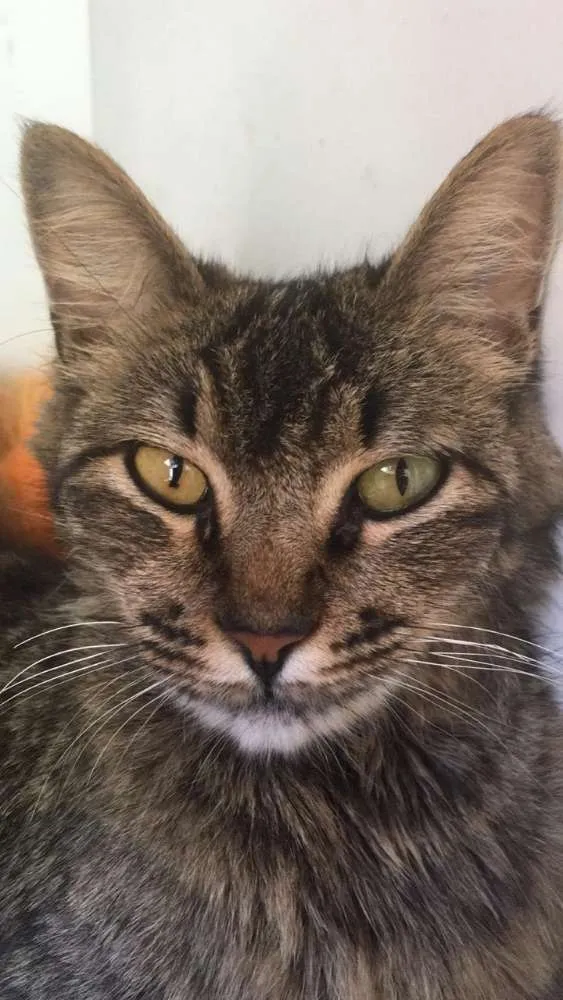 Gato raça Indefinido idade 3 anos nome Sem nome