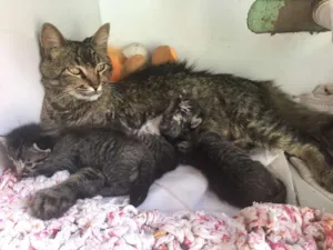 Gato raça Indefinido idade 3 anos nome Sem nome