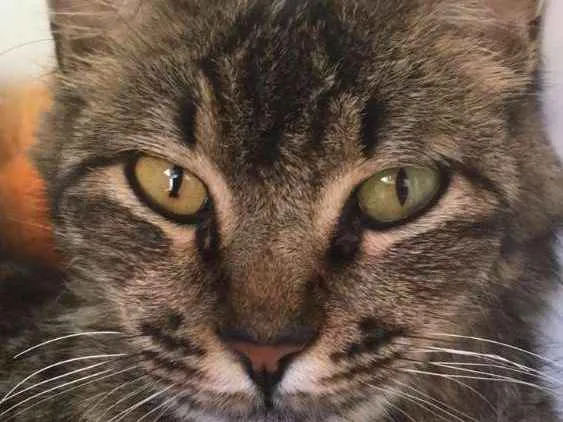 Gato raça Indefinido idade 3 anos nome Sem nome