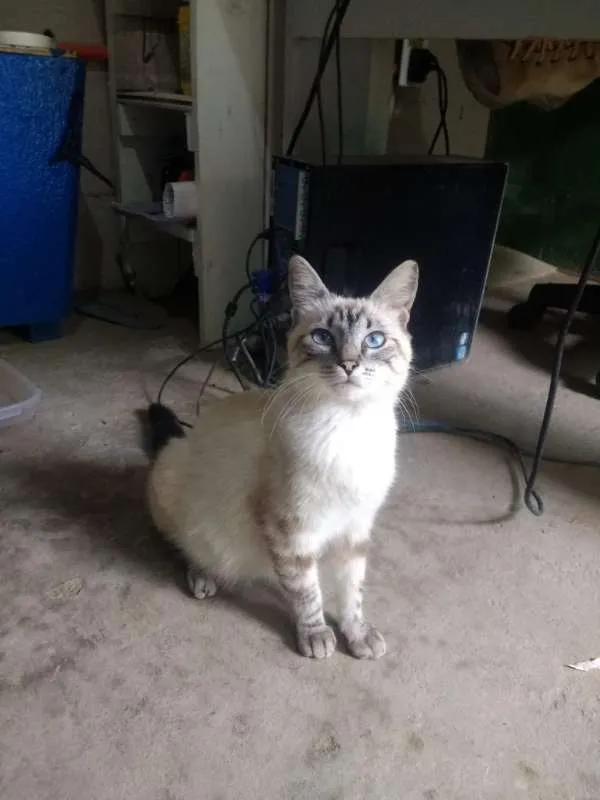 Gato raça SRD idade 7 a 11 meses nome Luna