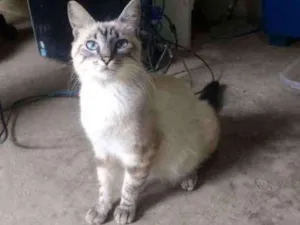 Gato raça SRD idade 7 a 11 meses nome Luna