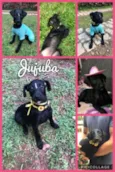 Jujuba 
