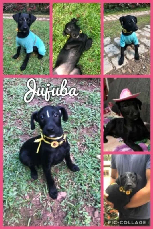Cachorro ra a SRD idade 2 a 6 meses nome Jujuba 