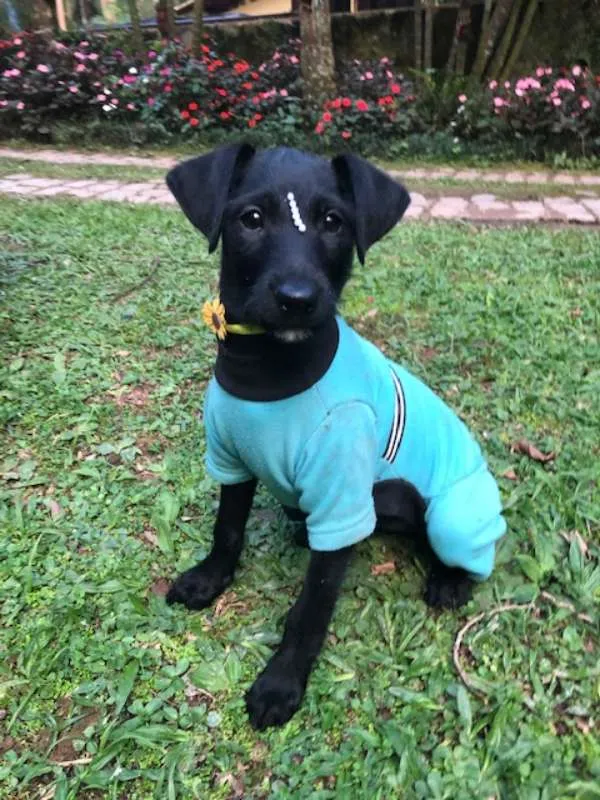 Cachorro ra a SRD idade 2 a 6 meses nome Jujuba 