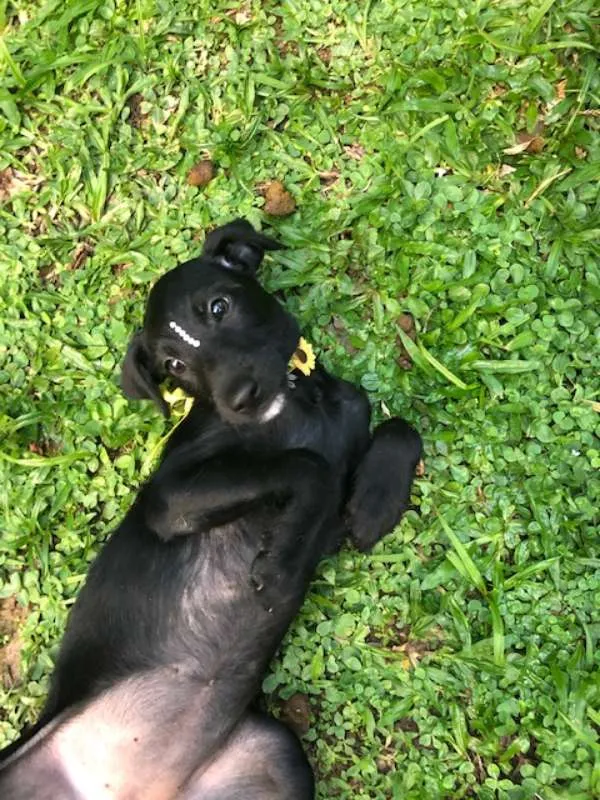 Cachorro ra a SRD idade 2 a 6 meses nome Jujuba 