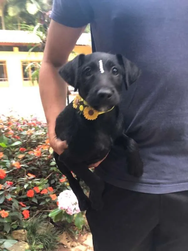 Cachorro ra a SRD idade 2 a 6 meses nome Jujuba 
