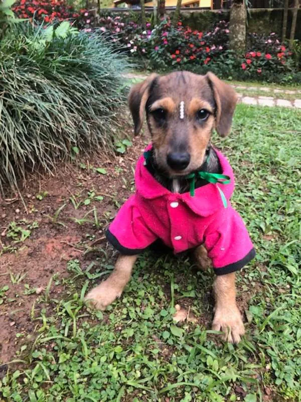 Cachorro ra a SRD idade 2 a 6 meses nome Mari