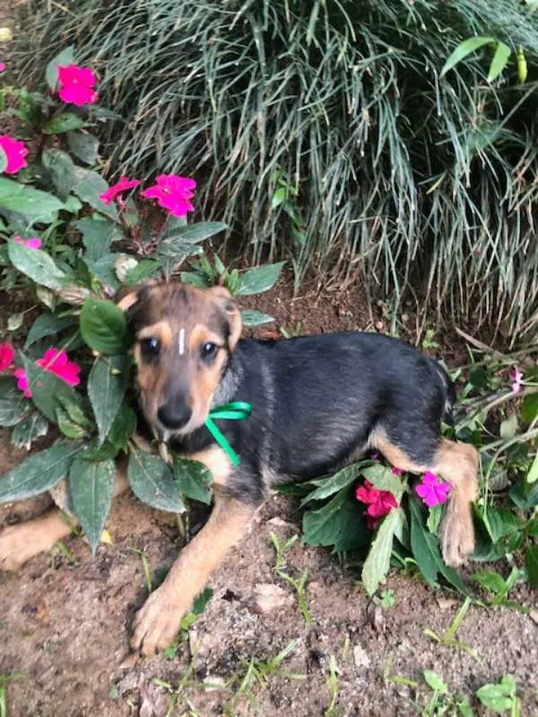 Cachorro ra a SRD idade 2 a 6 meses nome Mari