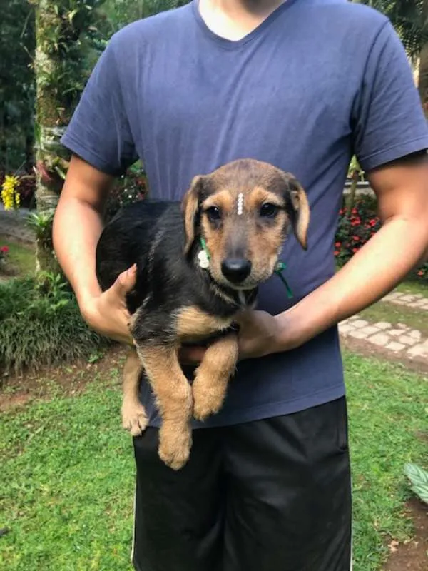 Cachorro ra a SRD idade 2 a 6 meses nome Mari
