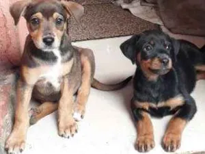 Cachorro raça Mestico idade Abaixo de 2 meses nome Lilica